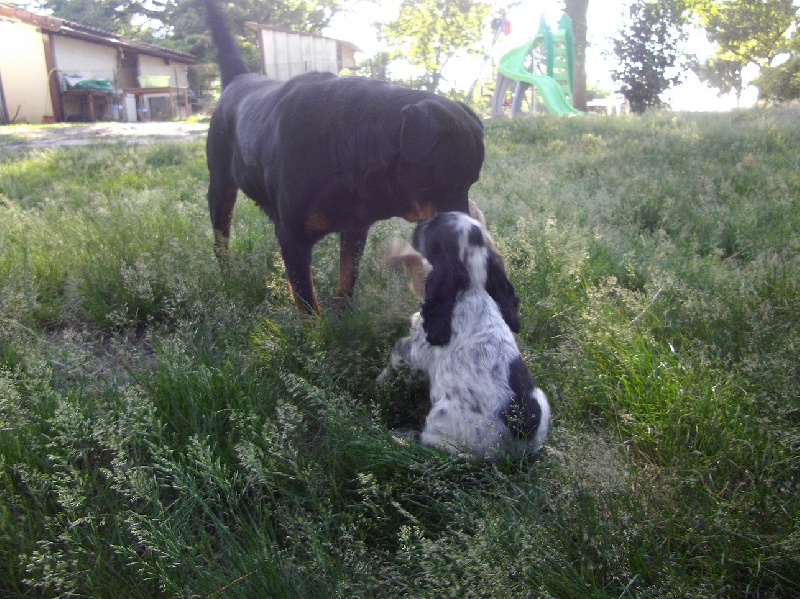 Publication : Des anges gardiens de la grace Auteur : Karen TOUBIANA