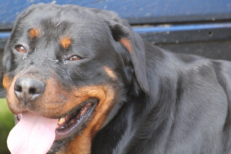 Publication : Des anges gardiens de la grace