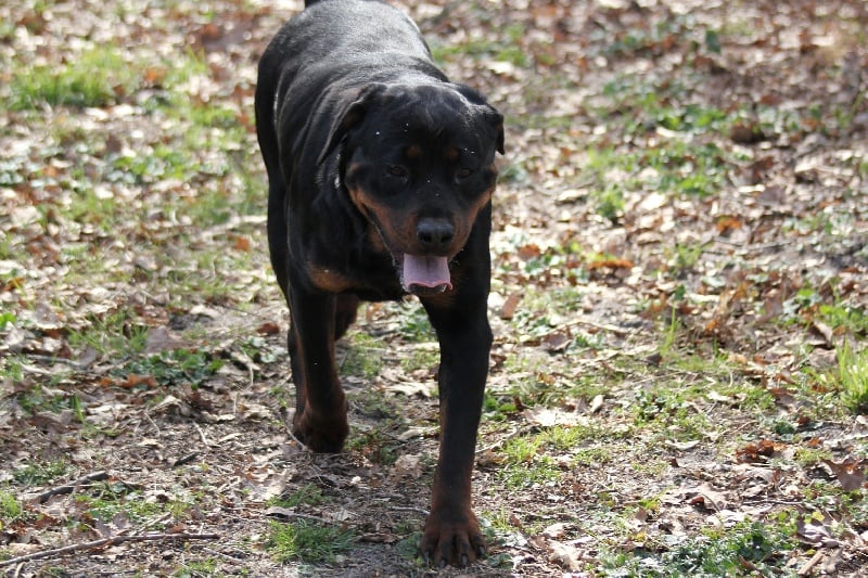 Publication : Des anges gardiens de la grace