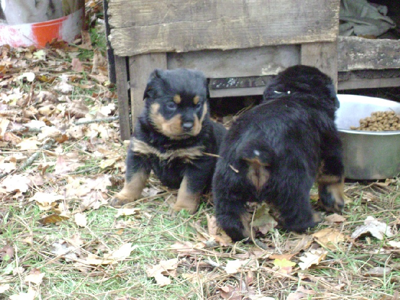 Publication : Des anges gardiens de la grace