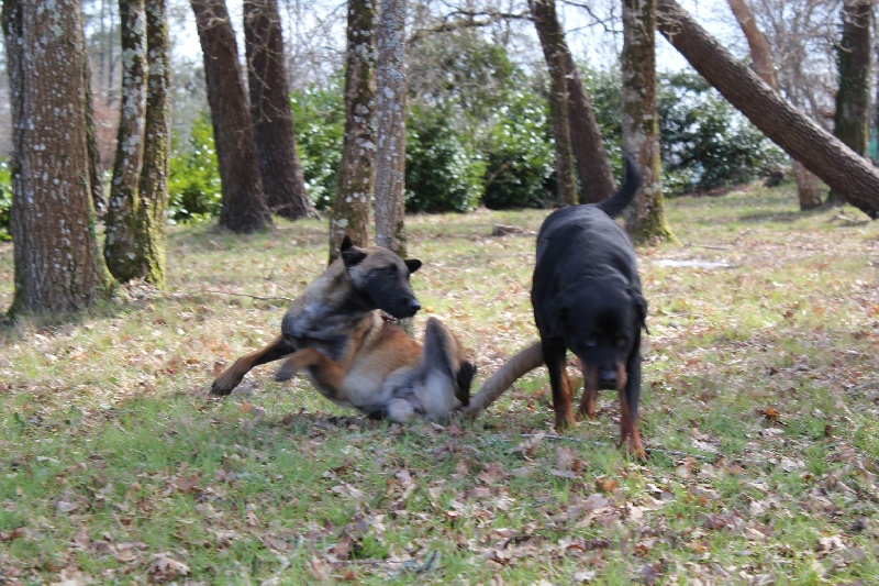 Publication : Des anges gardiens de la grace Auteur : Karen TOUBIANA