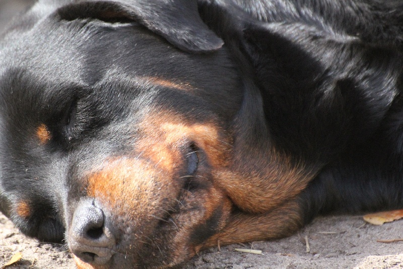 Publication : Des anges gardiens de la grace Auteur : Karen TOUBIANA
