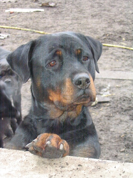 Publication : Des anges gardiens de la grace Auteur : Karen TOUBIANA