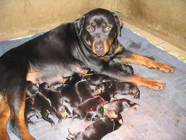 Publication : Des anges gardiens de la grace Auteur : Karen TOUBIANA