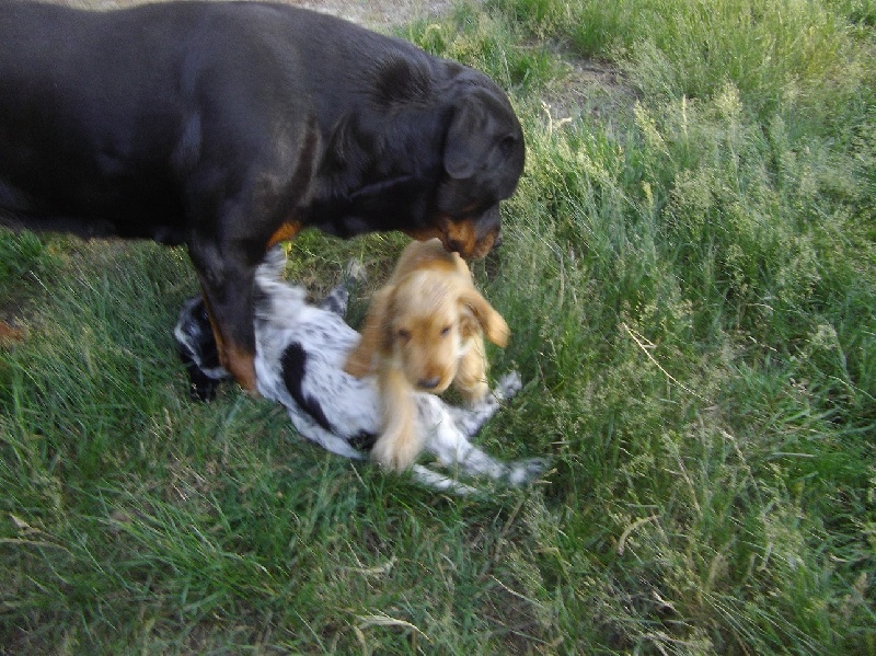 Publication : Des anges gardiens de la grace Auteur : Karen TOUBIANA