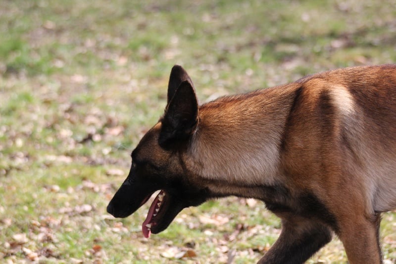 Publication : Des anges gardiens de la grace