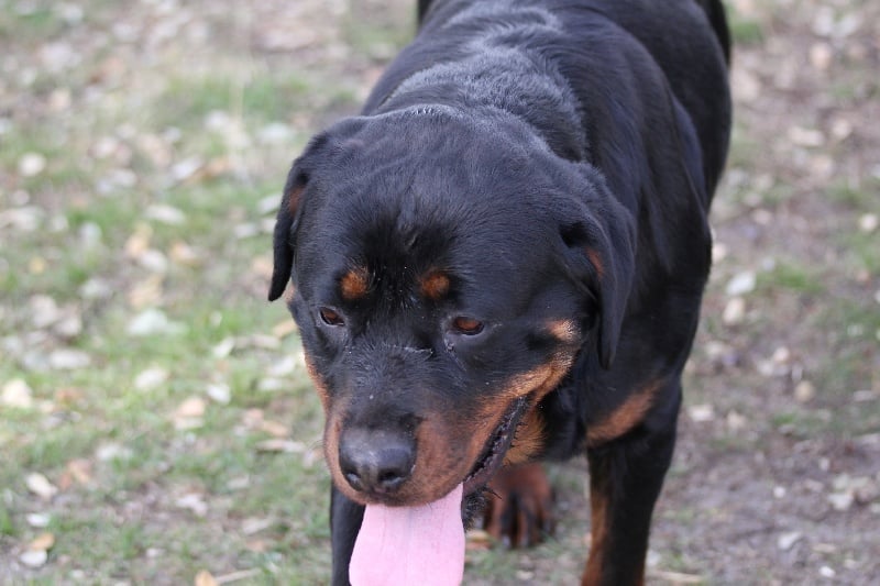 Publication : Des anges gardiens de la grace