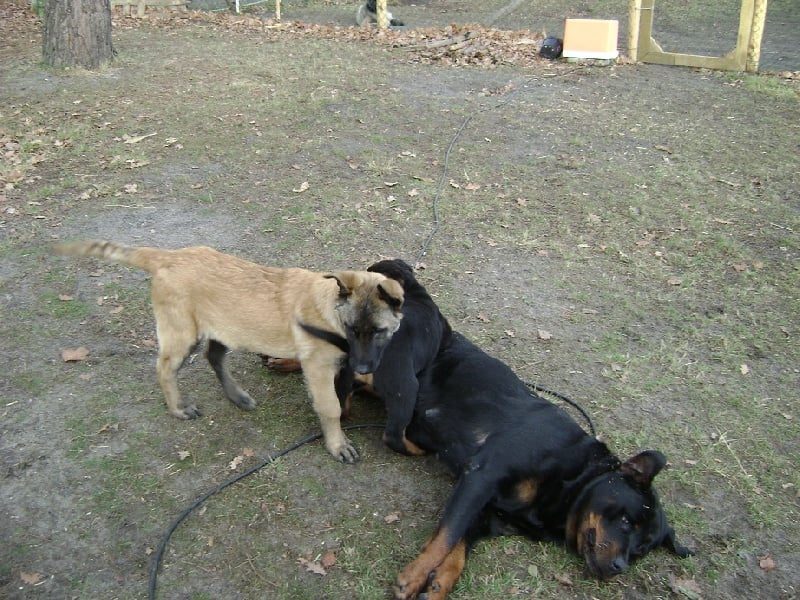 Publication : Des anges gardiens de la grace