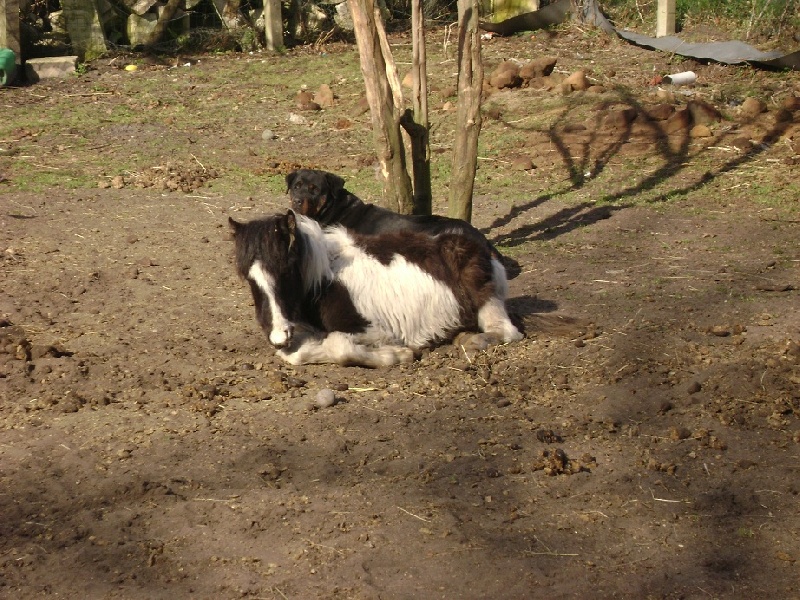 Publication : Des anges gardiens de la grace Auteur : Karen TOUBIANA