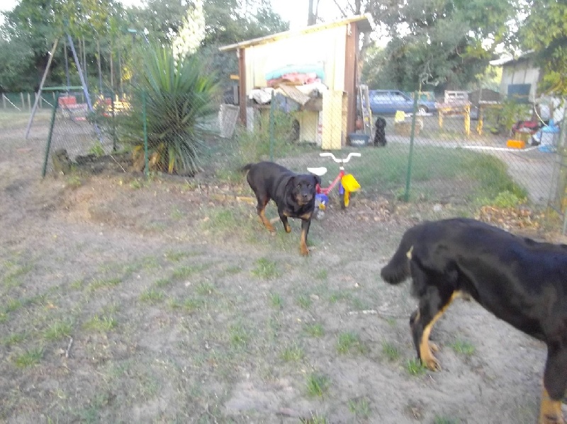 Publication : Des anges gardiens de la grace Auteur : Karen TOUBIANA