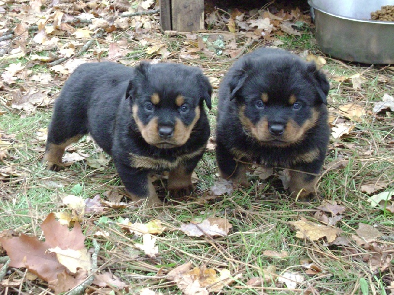 Publication : Des anges gardiens de la grace