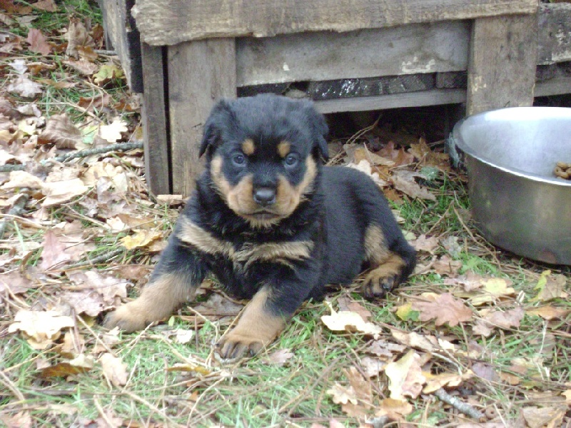 Publication : Des anges gardiens de la grace