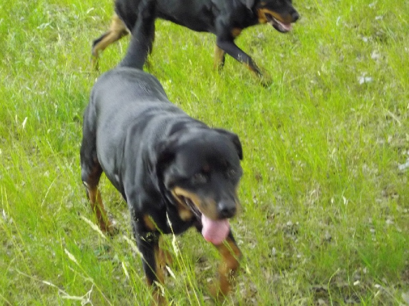 Publication : Des anges gardiens de la grace Auteur : Karen TOUBIANA