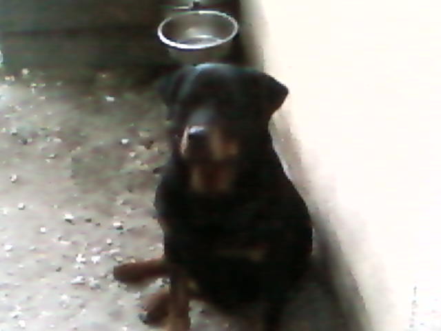 Publication : Des anges gardiens de la grace Auteur : Karen TOUBIANA