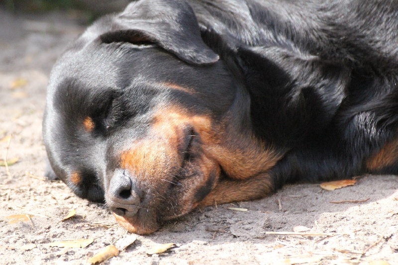 Publication : Des anges gardiens de la grace Auteur : Karen TOUBIANA