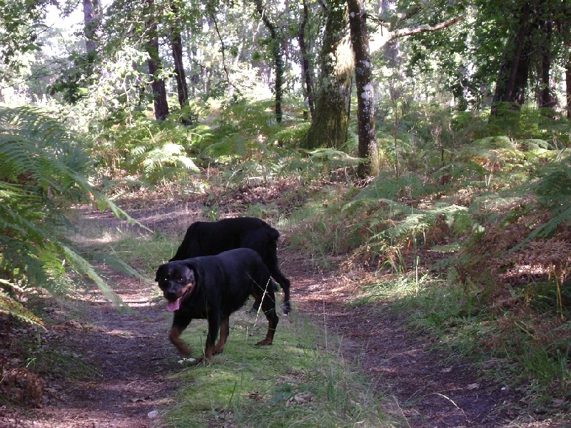 Publication : Des anges gardiens de la grace Auteur : Karen TOUBIANA