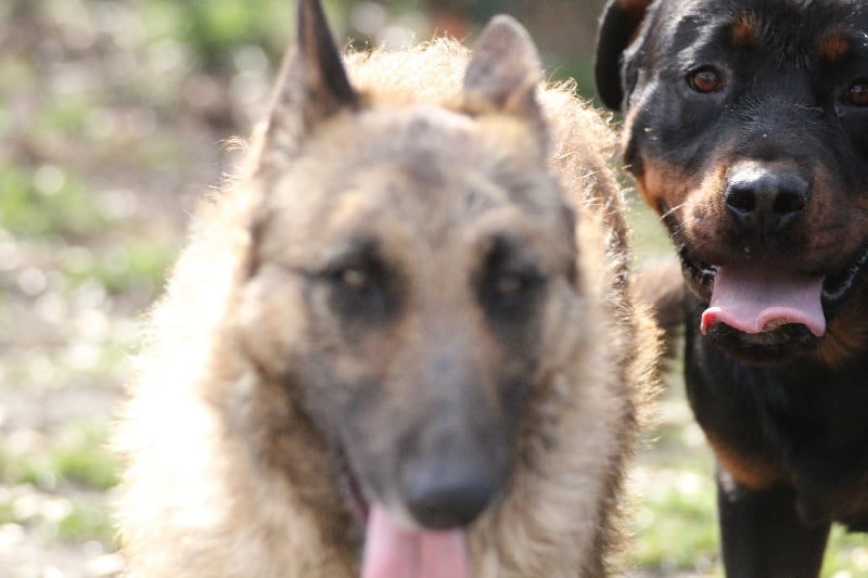 Publication : Des anges gardiens de la grace