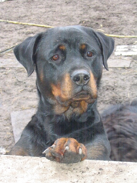 Publication : Des anges gardiens de la grace Auteur : Karen TOUBIANA