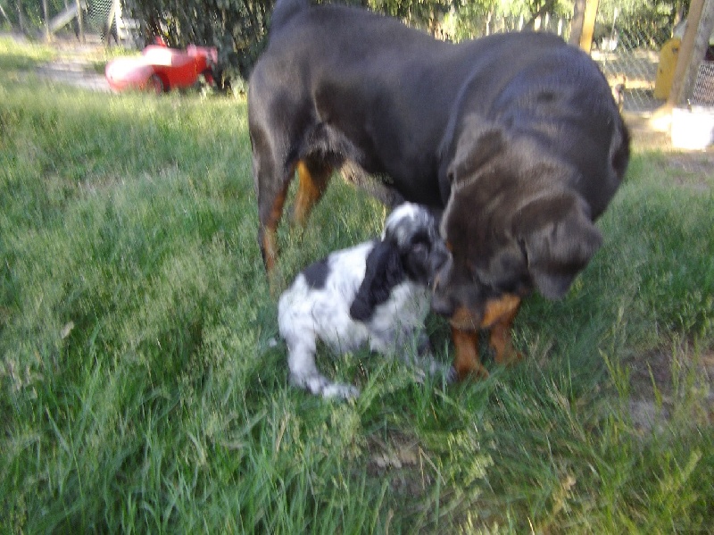 Publication : Des anges gardiens de la grace Auteur : Karen TOUBIANA