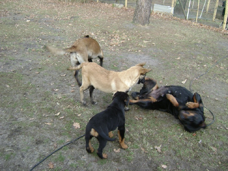 Publication : Des anges gardiens de la grace Auteur : Karen TOUBIANA