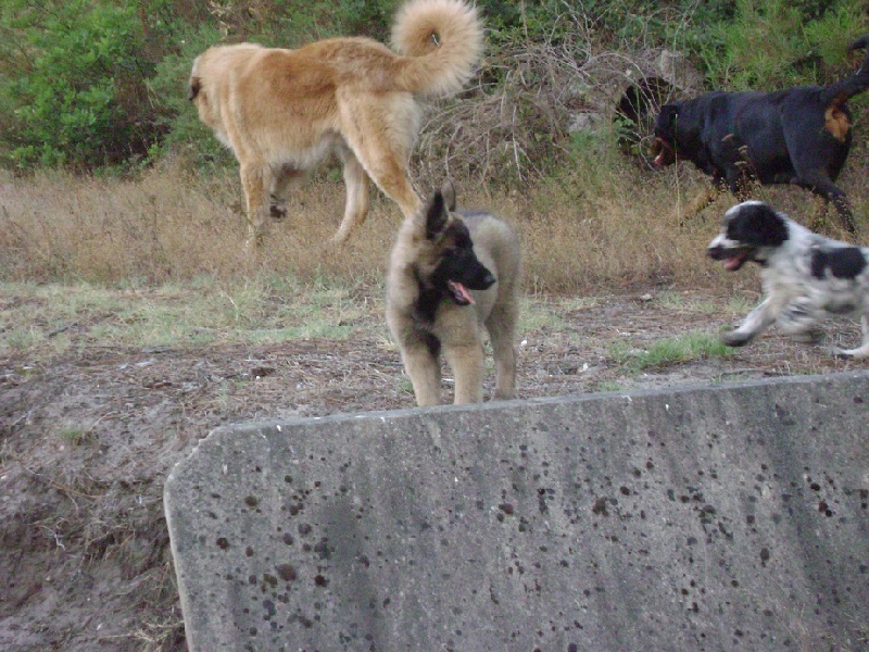 Publication : Des anges gardiens de la grace Auteur : Karen TOUBIANA
