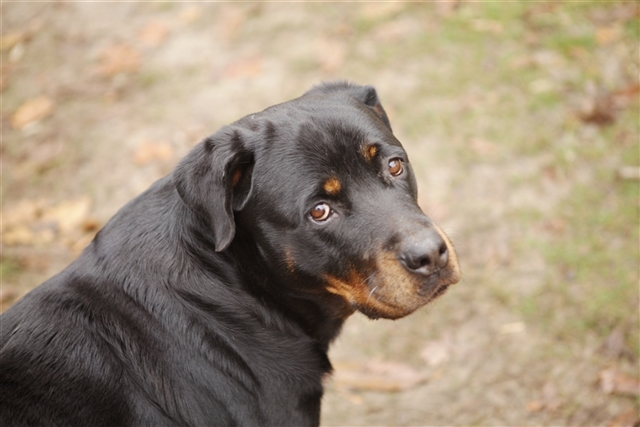 Publication : Des anges gardiens de la grace Auteur : Karen TOUBIANA