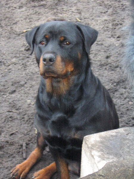 Publication : Des anges gardiens de la grace Auteur : Karen TOUBIANA