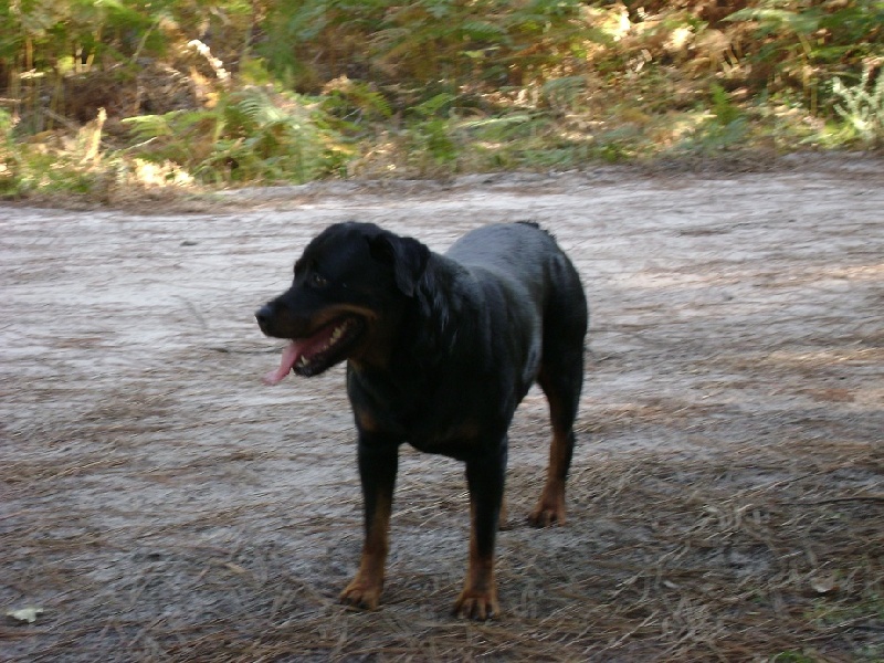 Publication : Des anges gardiens de la grace Auteur : Karen TOUBIANA