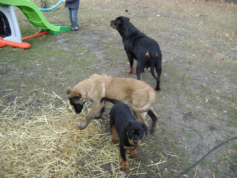 Publication : Des anges gardiens de la grace Auteur : Karen TOUBIANA
