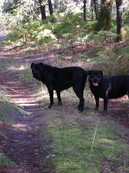 Publication : Des anges gardiens de la grace Auteur : Karen TOUBIANA