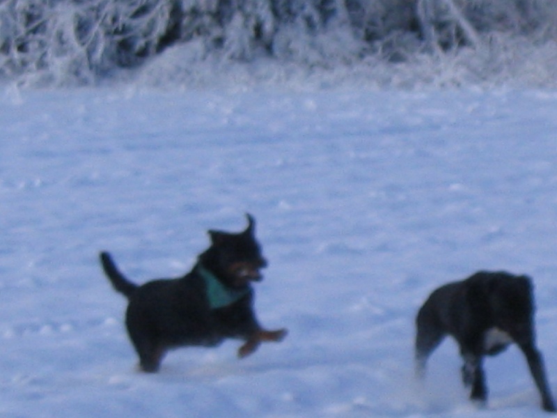 Publication : Des anges gardiens de la grace Auteur : Karen TOUBIANA