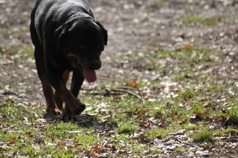 Publication : Des anges gardiens de la grace Auteur : Karen TOUBIANA