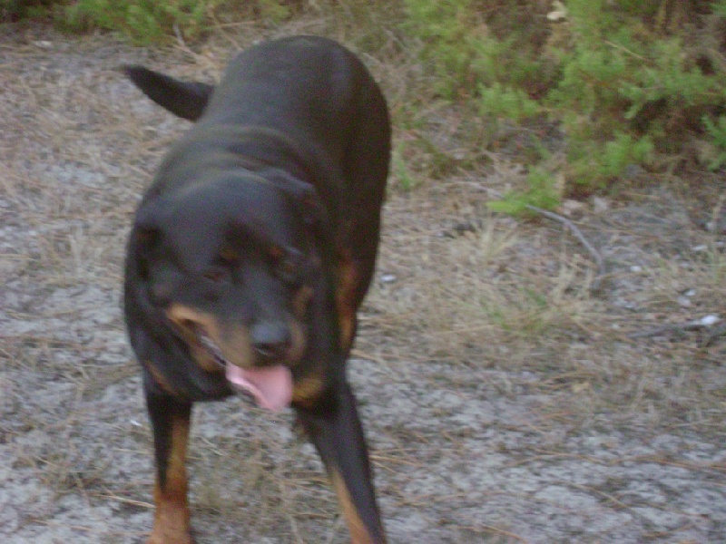 Publication : Des anges gardiens de la grace Auteur : Karen TOUBIANA