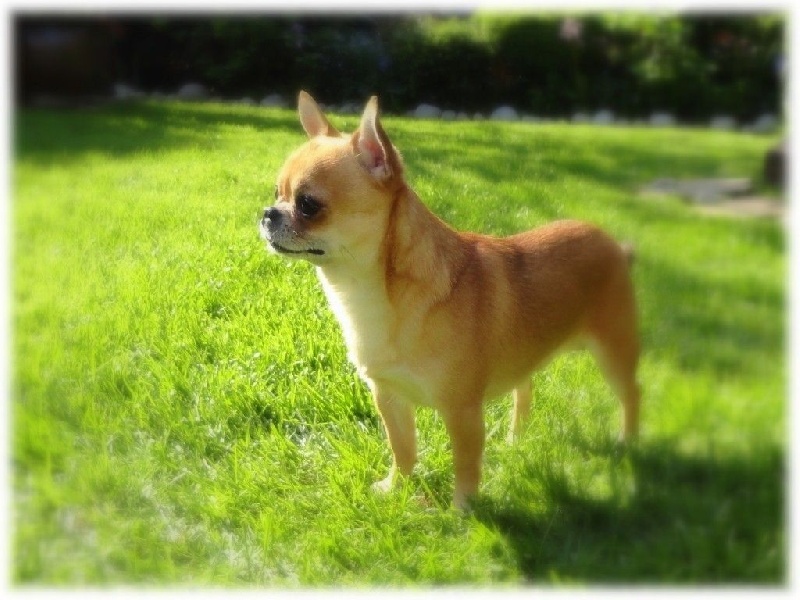 Publication : De L'Eden Angel