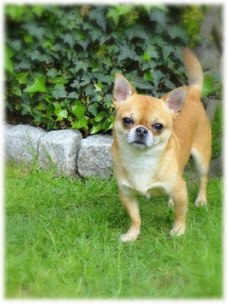 Publication : De L'Eden Angel