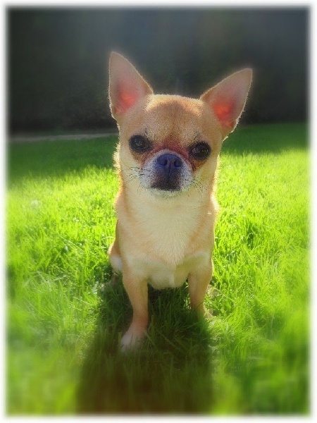 Publication : De L'Eden Angel