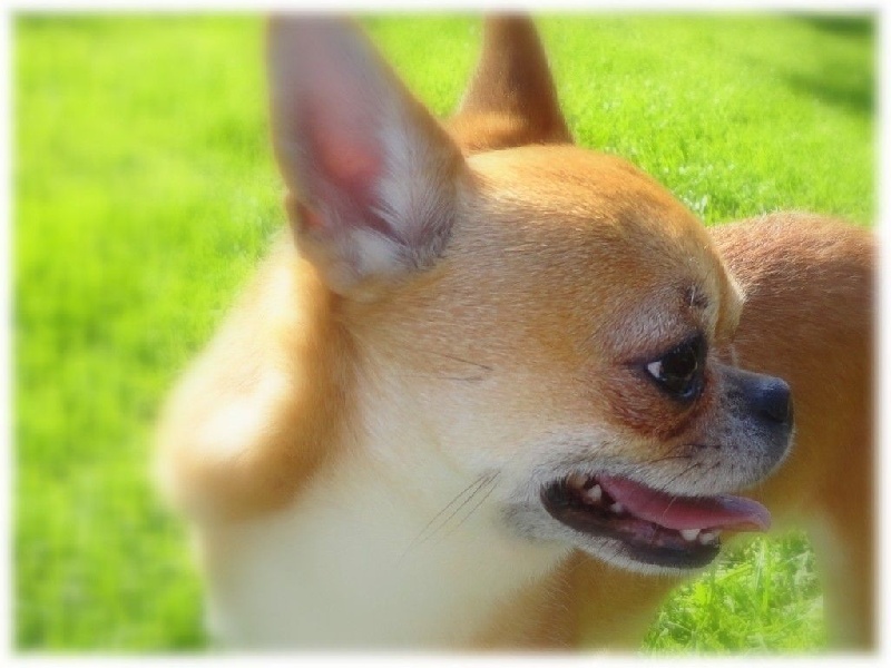 Publication : De L'Eden Angel