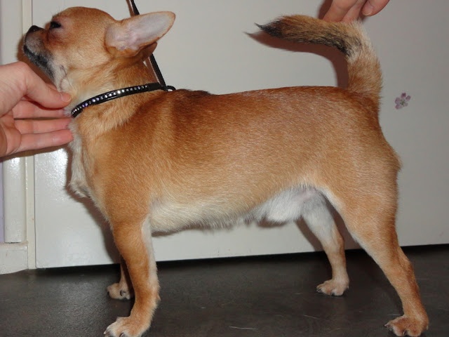 Gump du Manoir de Sancho - 3ème excellent - Classe intermédiaire