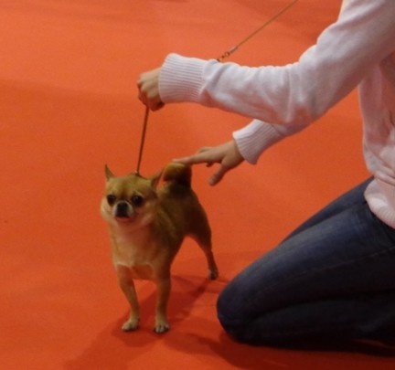 Gump du Manoir de Sancho - 1er Très bon - Classe ouverte
