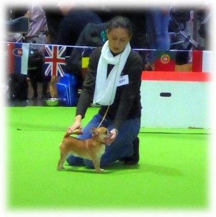 Gump du Manoir de Sancho - 1er Excellent - CAC - BOB