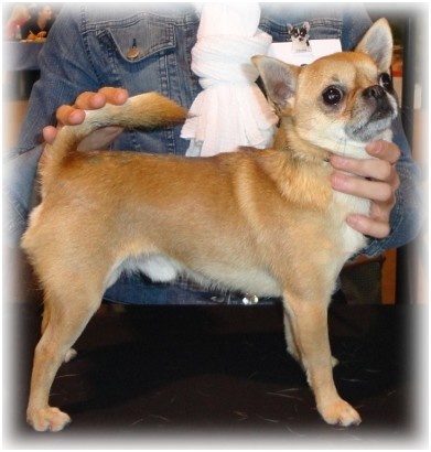 Gump du Manoir de Sancho - 1er Excellent / CAC - BOB - BOG1 - Classe Inter