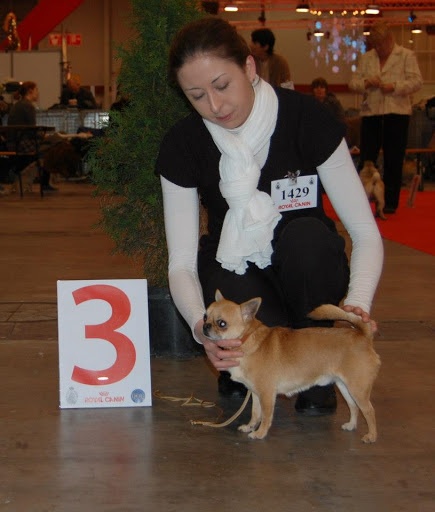 Gump du Manoir de Sancho - 3ème TB - Classe Intermédiaire