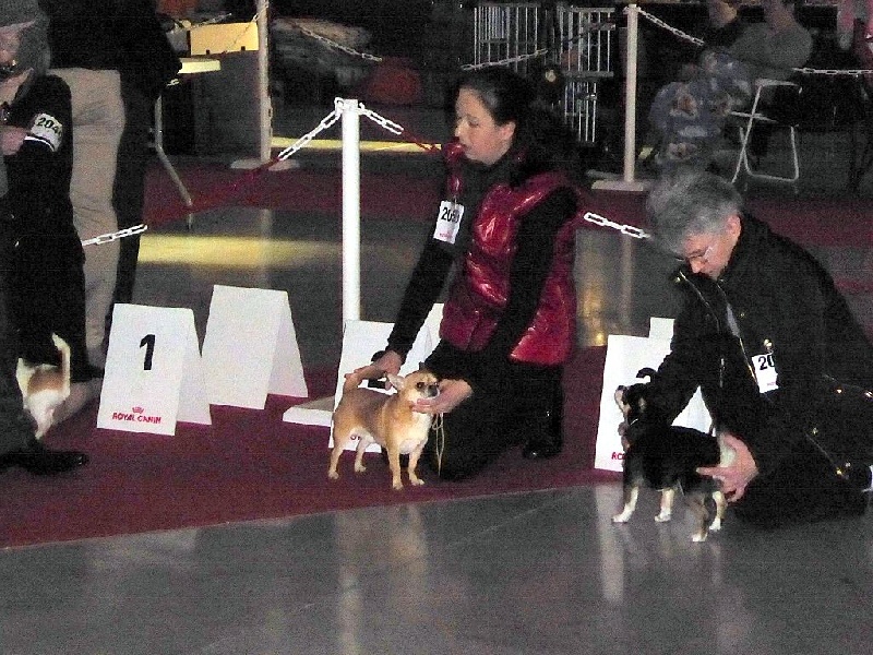 Gump du Manoir de Sancho - 2ème Excellent - Classe ouverte