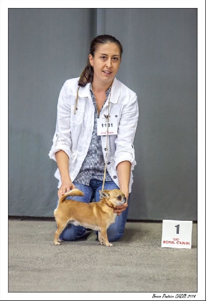 Gump du Manoir de Sancho - 1er Excellent - Classe ouverte - CACS CACIB