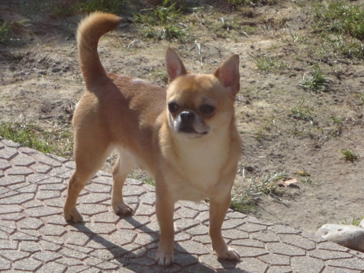 Gump du Manoir de Sancho - 1er TB - Classe Ouverte