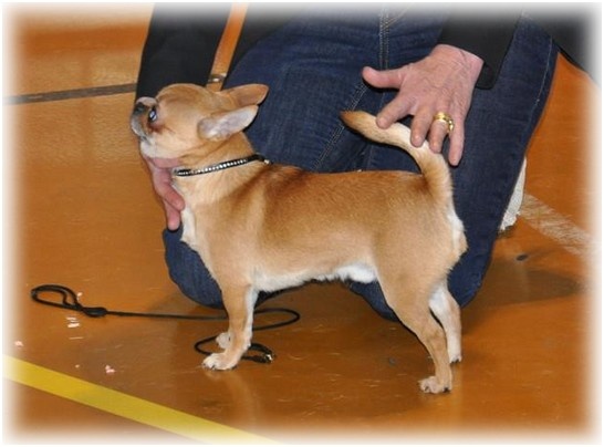 Gump du Manoir de Sancho - 2ème Excellent - Classe jeune