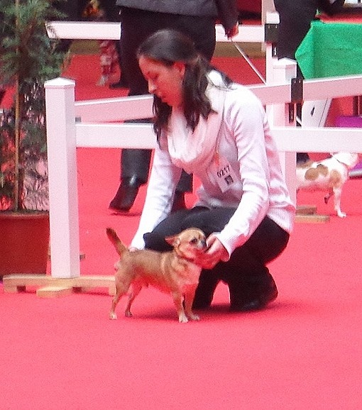 Gump du Manoir de Sancho - Excellent - Classe Ouverte Mâle