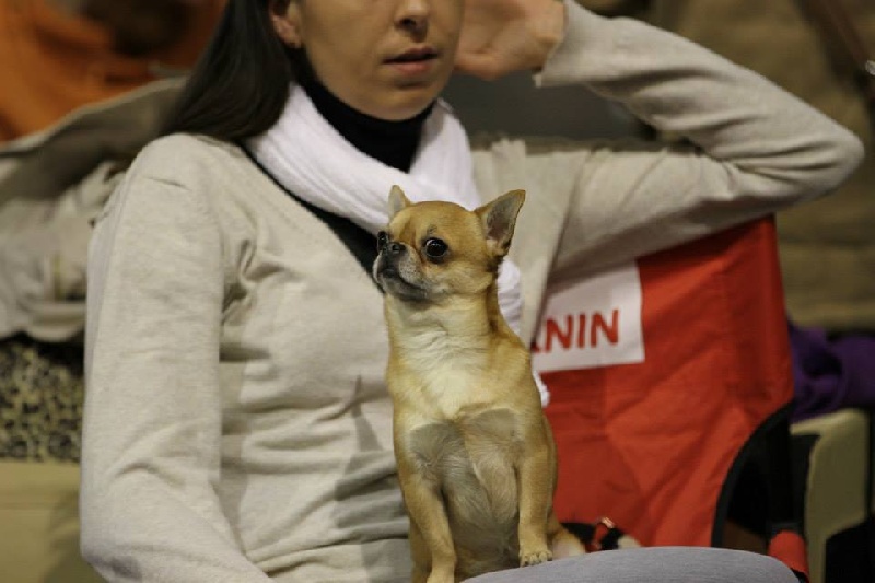 Gump du Manoir de Sancho - 2ème Excellent - Classe ouverte