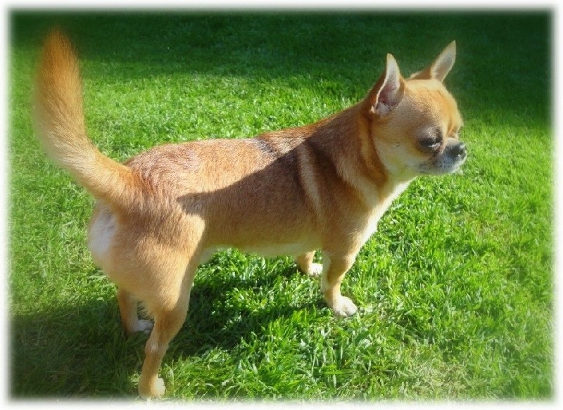 Gump du Manoir de Sancho - 4ème Excellent - Classe ouverte