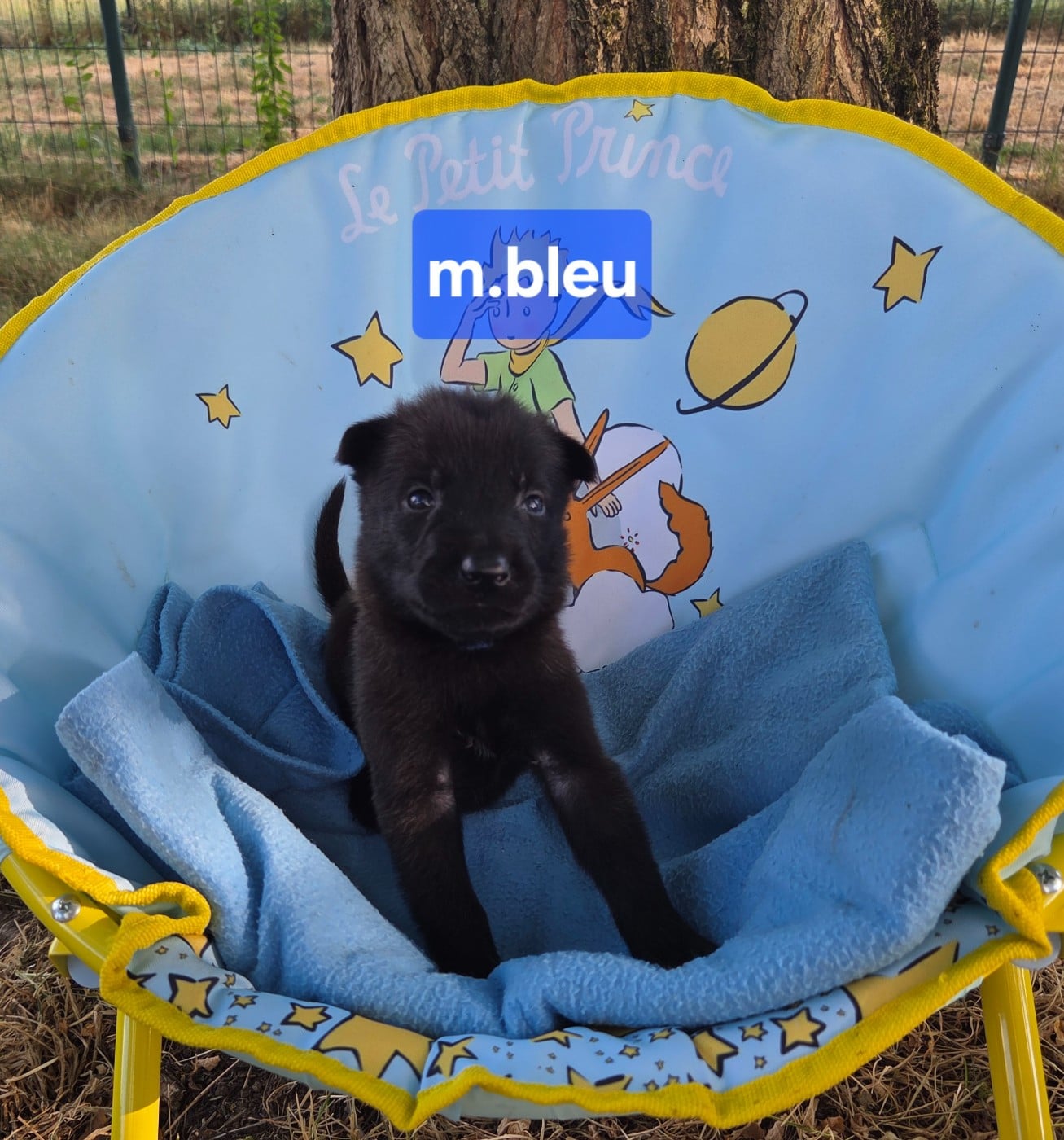 M.bleu - Berger Belge